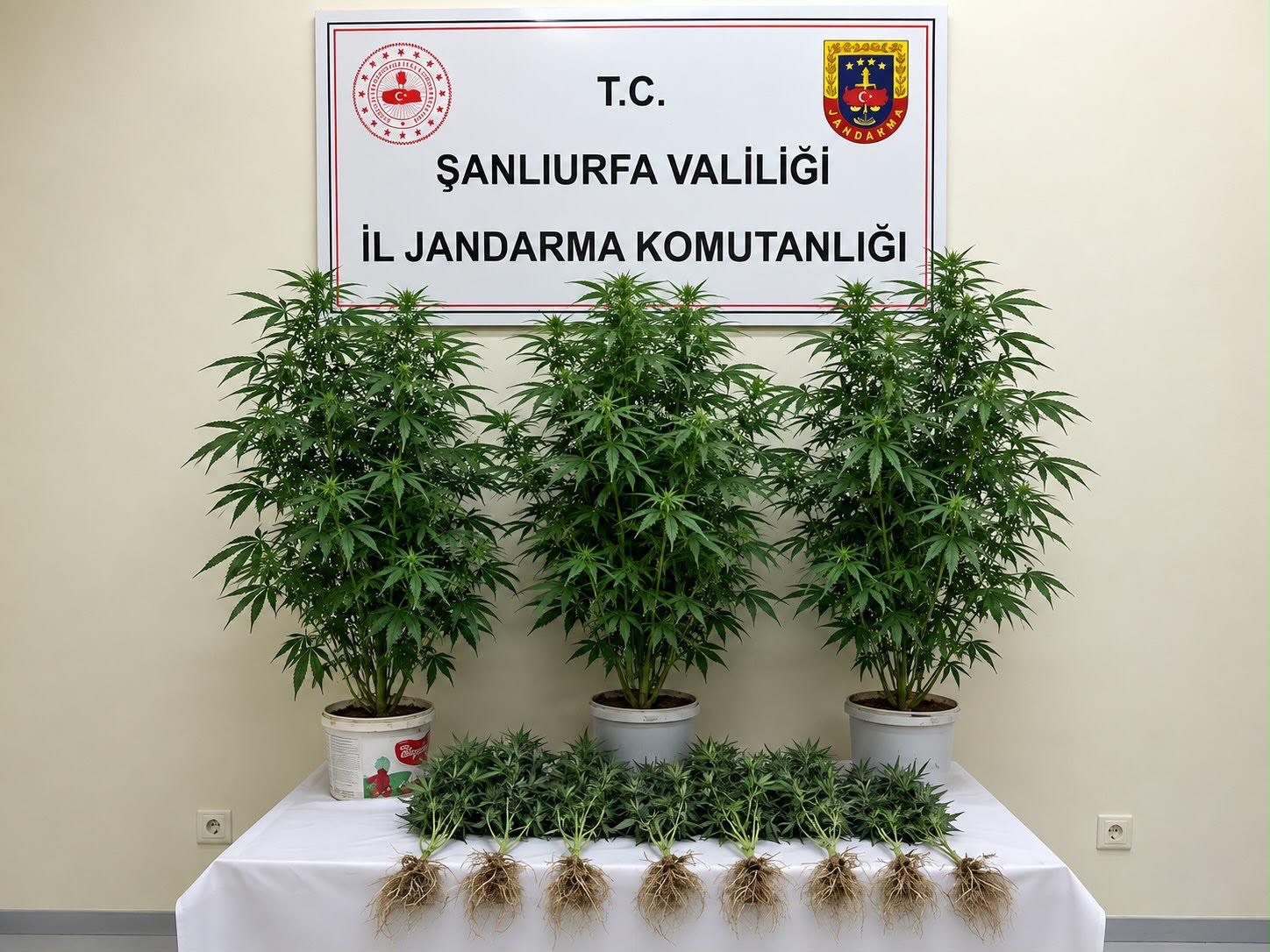 Şanlıurfa’da jandarmadan kenevir operasyonu!