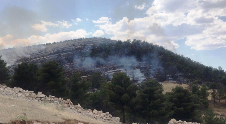 Şanlıurfa'da ormanlık alanda korkutan yangın