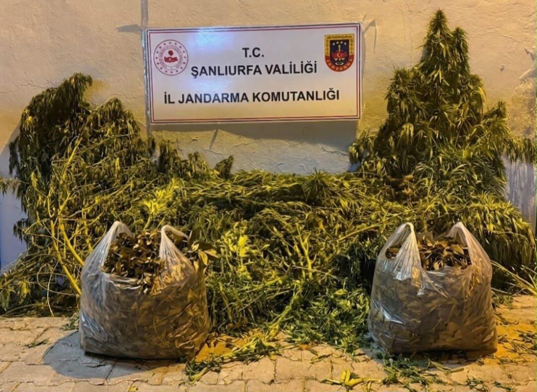 Şanlıurfa’da 625 kök kenevir ve 4 kilo esrar ele geçirildi