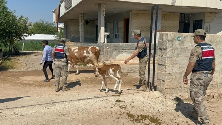 Şanlıurfa’da 315 bin liralık büyükbaş hayvan dolandırıcılığı!