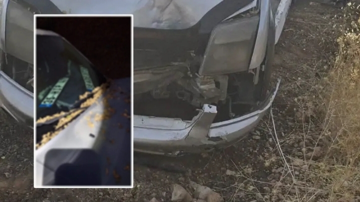 Şanlıurfa’da fıstık hırsızlığı iddiası! Farklı plakalar dikkat çekti
