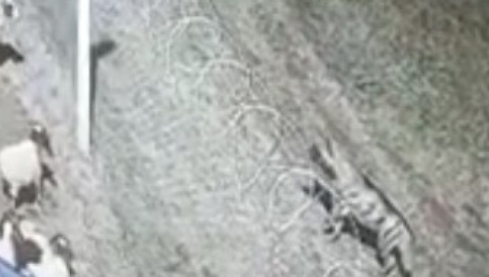 Karaköprü'de sırtlan görüldü