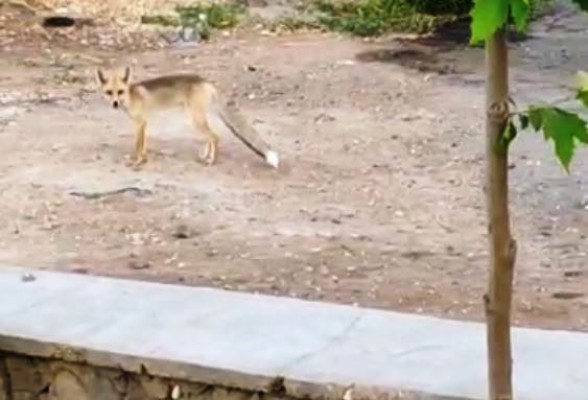 Şanlıurfa'da gündüz gözüyle tilki