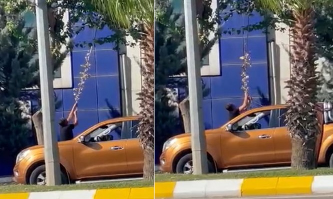 Ağacın dalını eliyle koparan personele inceleme başlatılacak