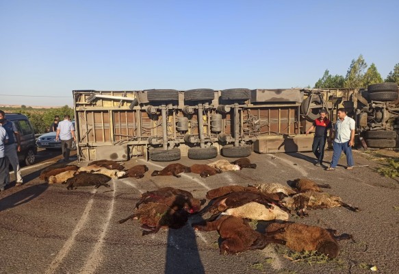 Şanlıurfa’da koyun yüklü TIR devrildi