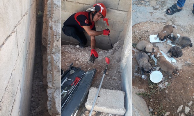 Yavru köpekleri itfaiye ekipleri kurtardı