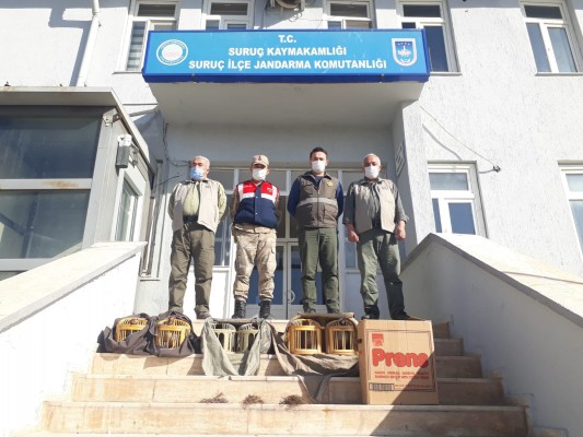 Suruç’ta kaçak avcılar yakalandı