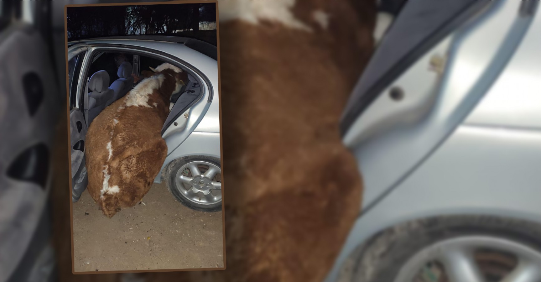 Otomobille inek çalanlar jandarmadan kaçamadı