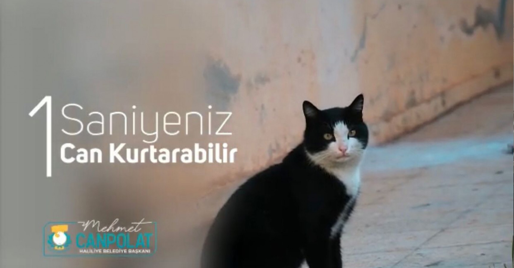 Belediyeden kediler için anlamlı çağrı: ‘Kaputa vur’