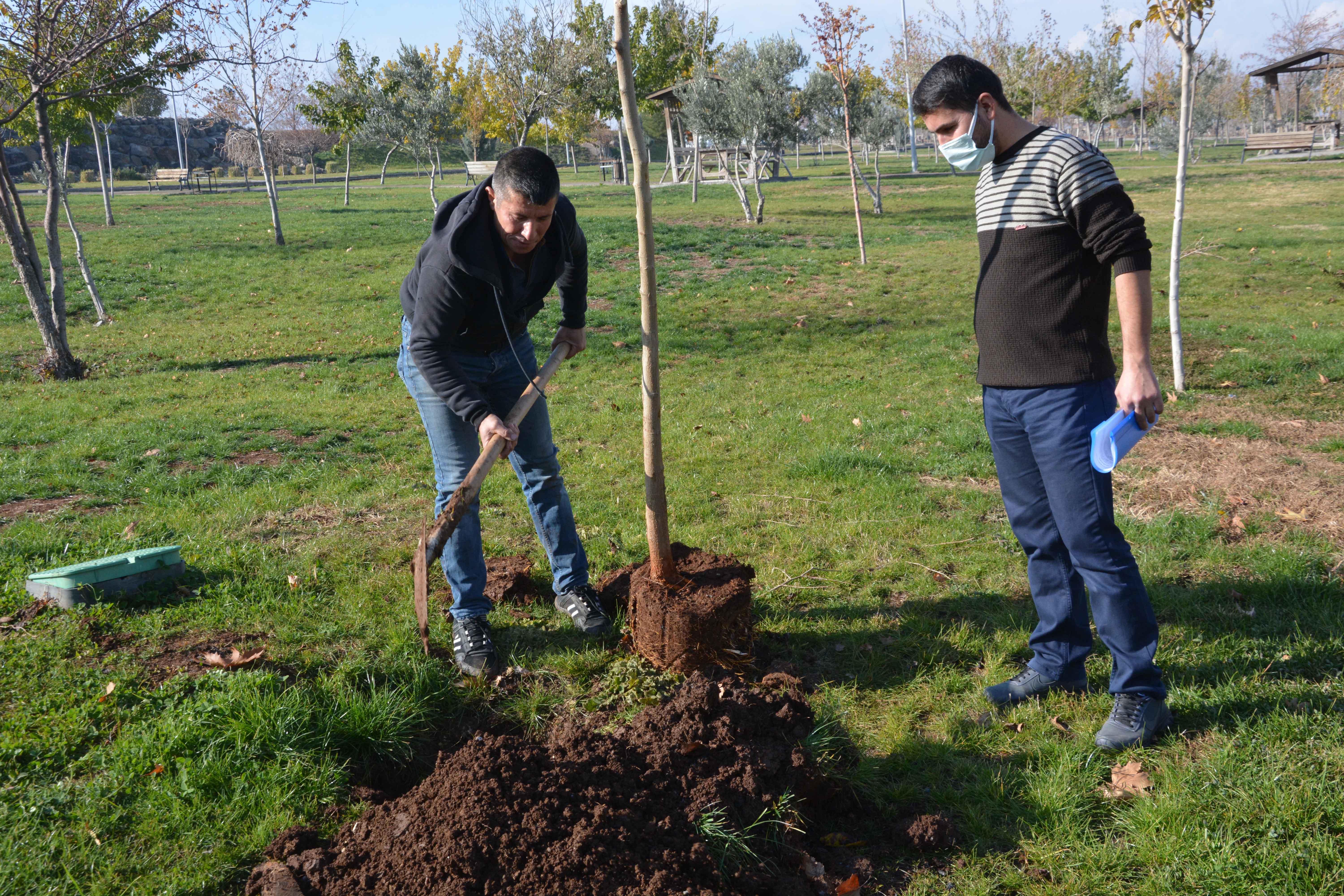 Cezasını 10 ağaç dikerek ödedi