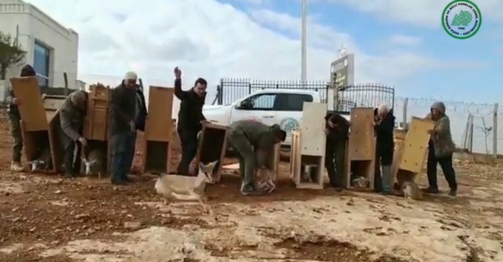 İzinsiz beslenen 8 ceylan doğal yaşamına salındı