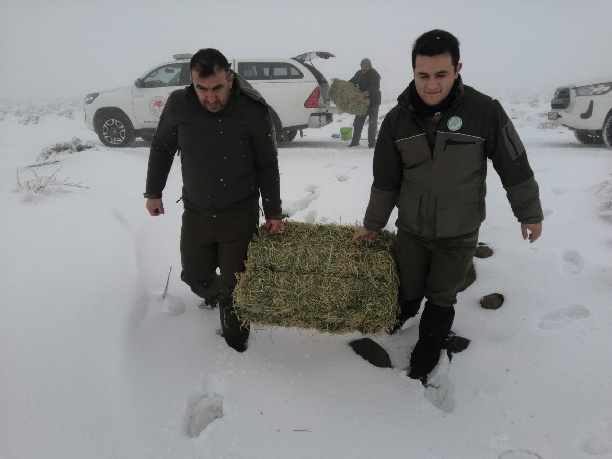 Soğukta kalan yabani hayvanlar unutulmadı