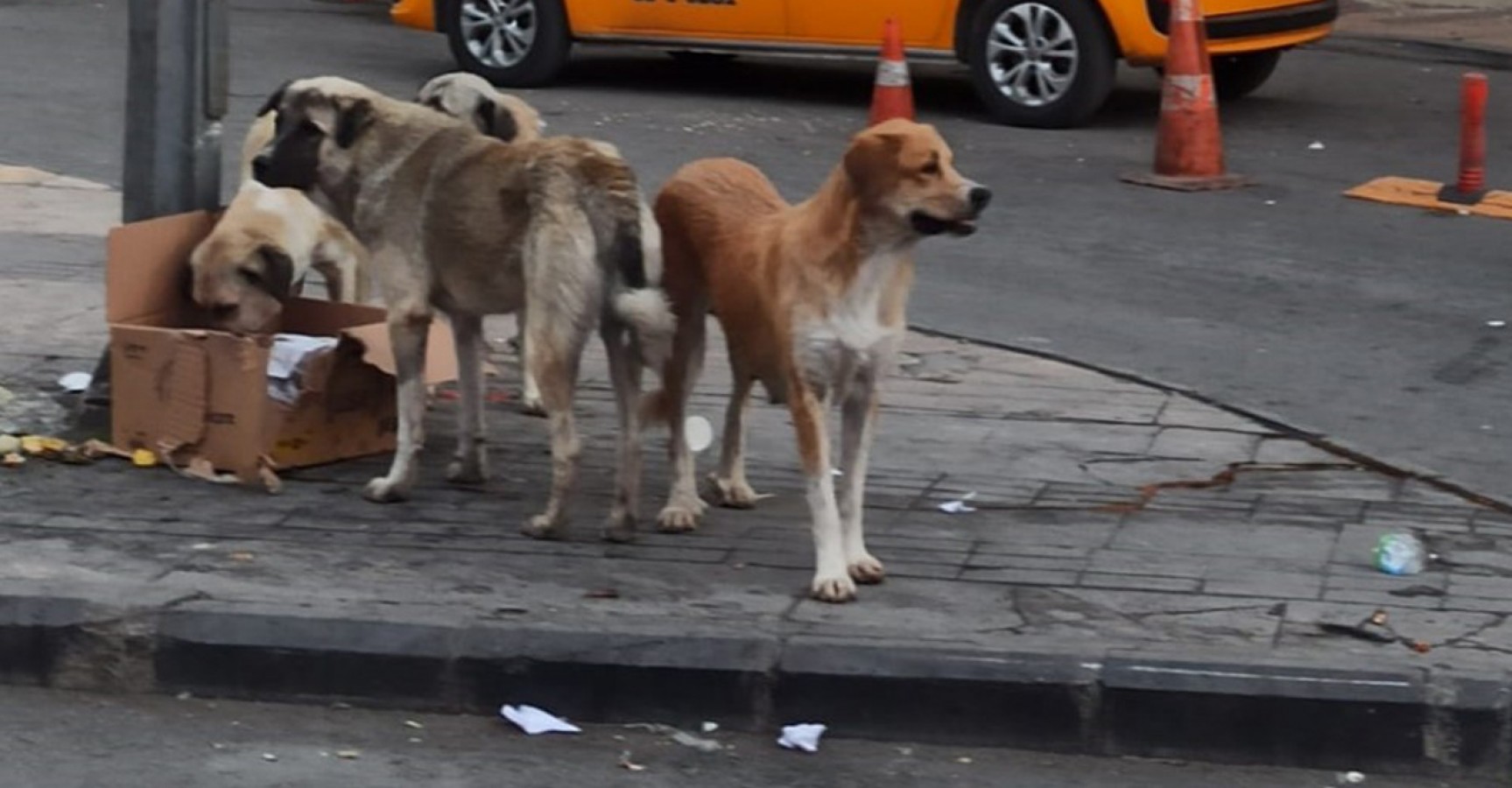 ‘Tehlike arz eden köpek ırkları’ hakkında duyuru!