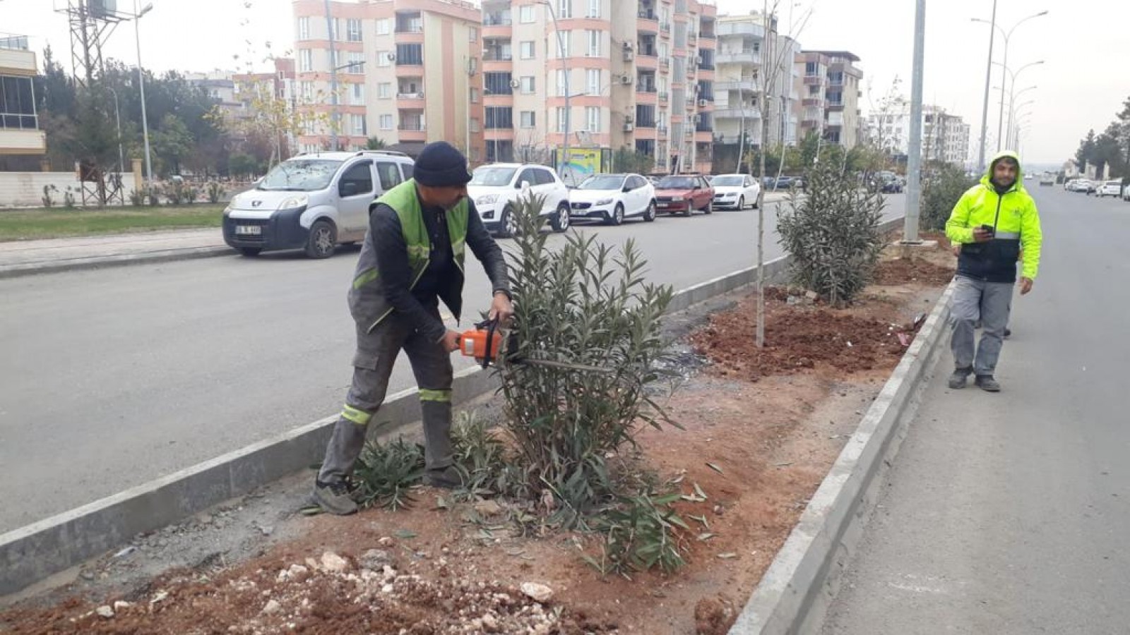 Viranşehir’de ağaç budama çalışması