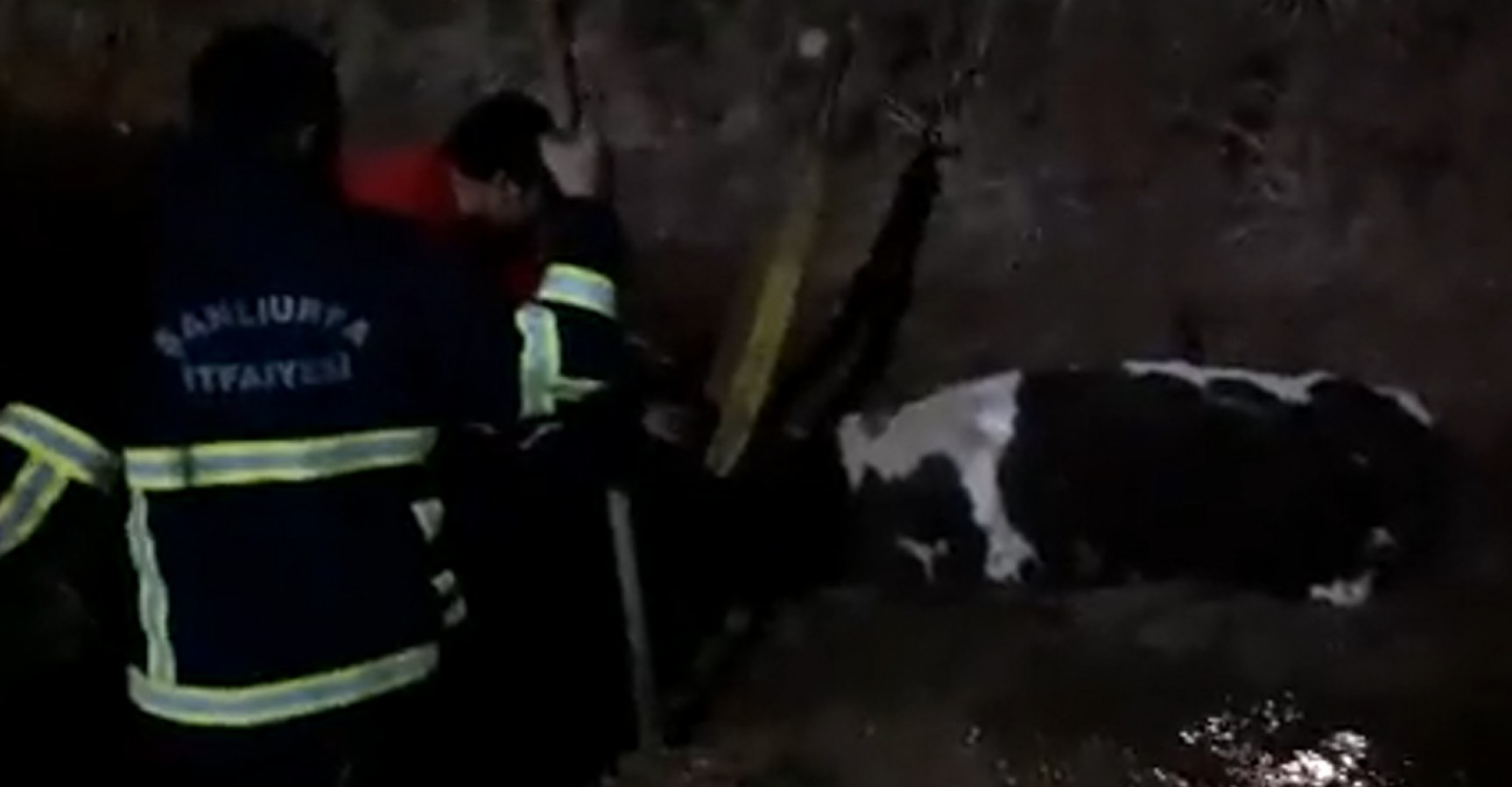Haliliye'de kanala düşen inek kurtarıldı