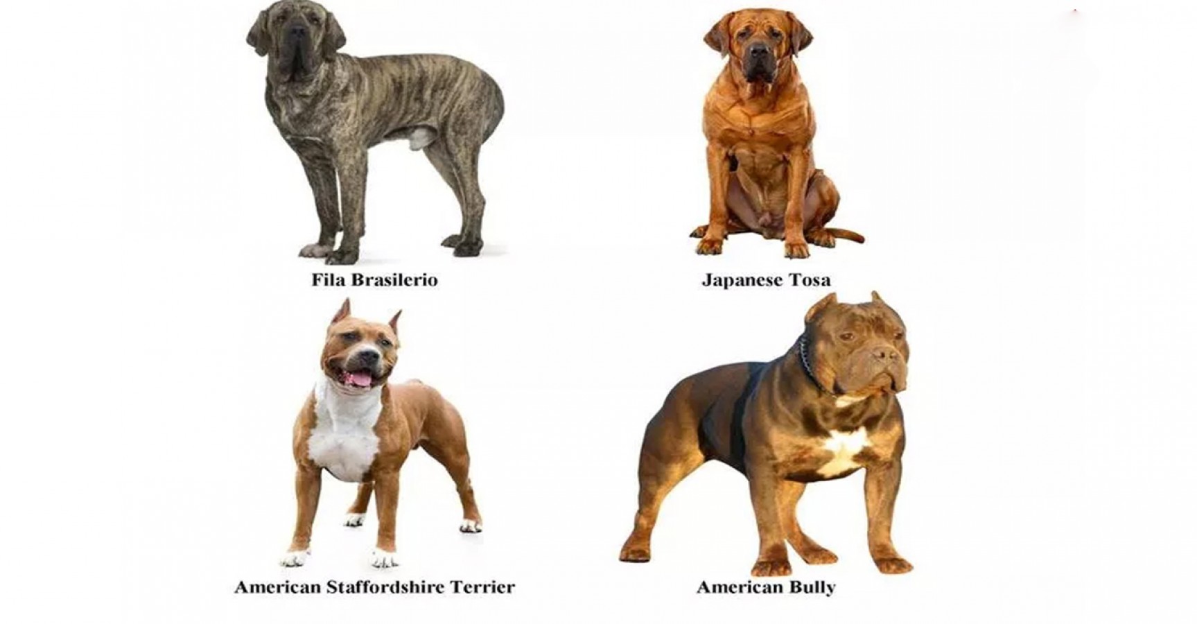 Tehlike arz eden köpek ırklarının kaydı için verilen süre bitti