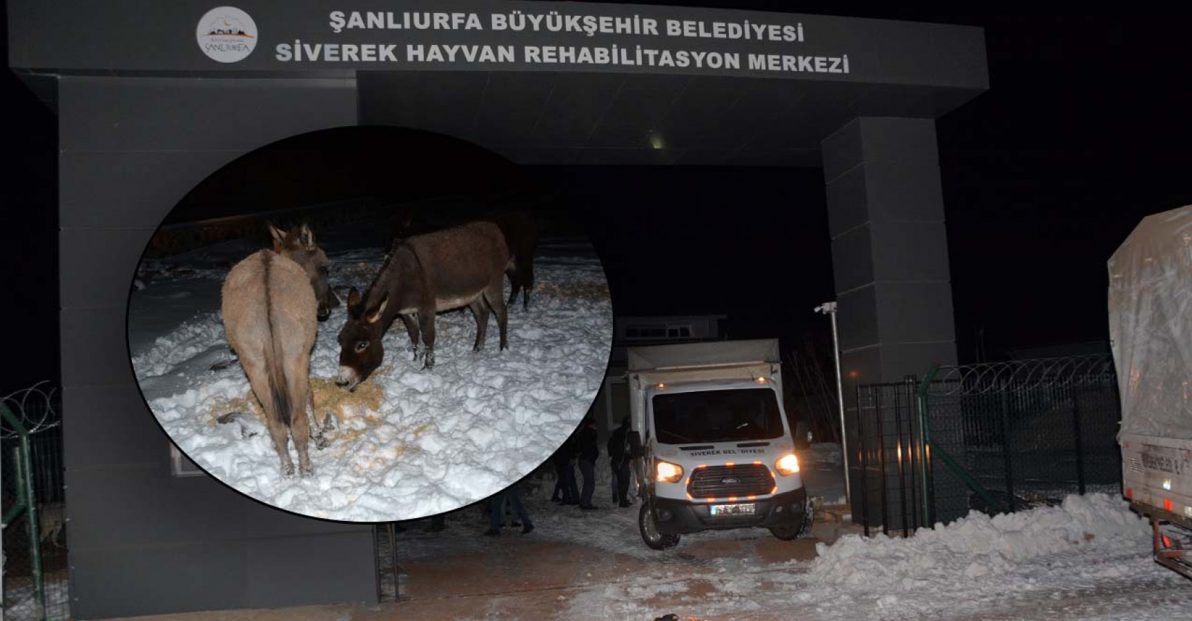 Siverek’te başıboş hayvanlar sıcak yuvaya kavuşturuldu