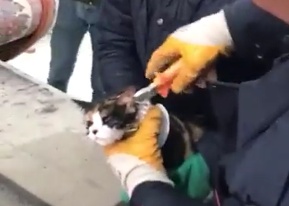 Şanlıurfa’da kedi kurtarma operasyonu!