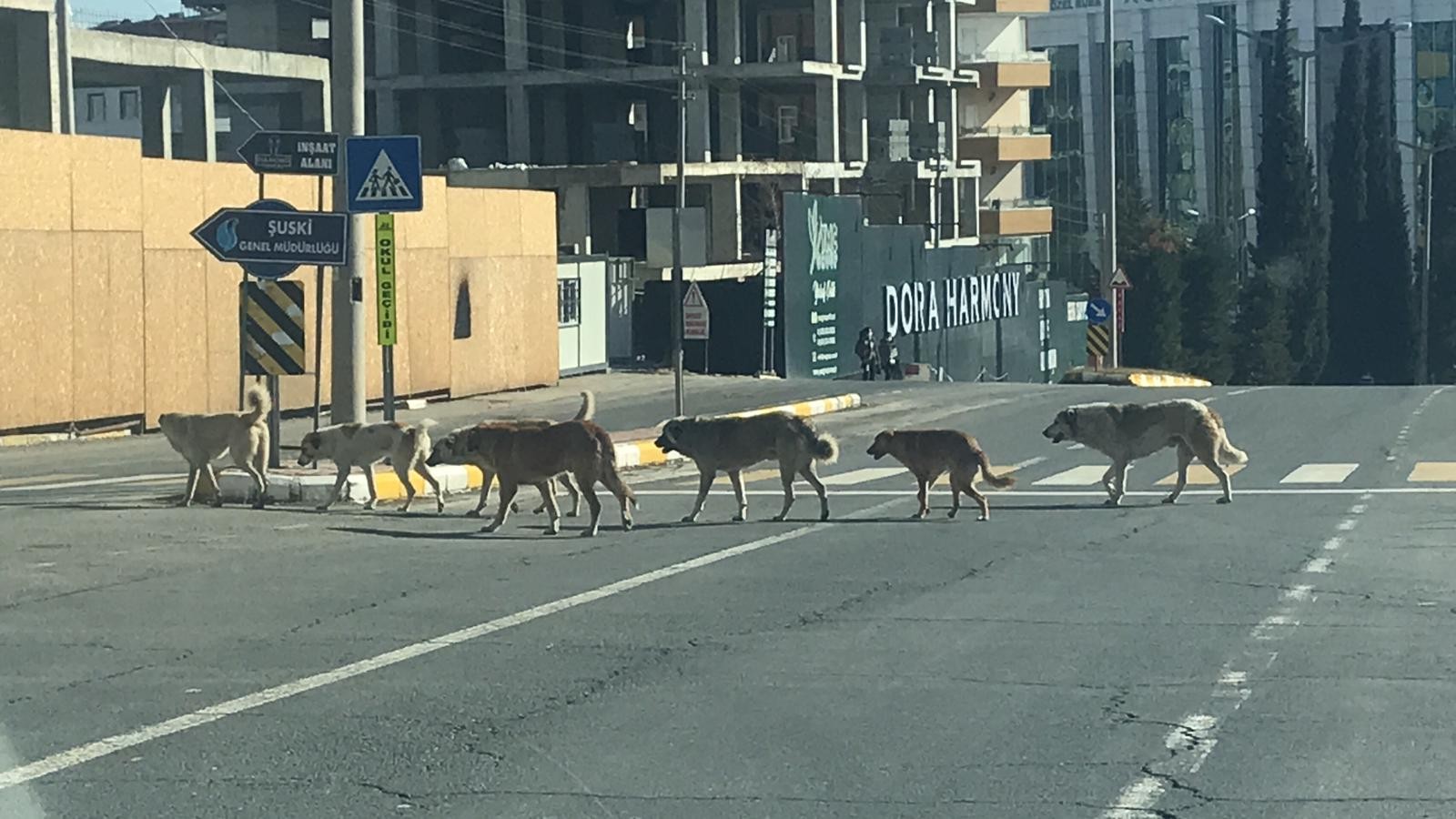 Sokak köpekleri tedirgin ediyor