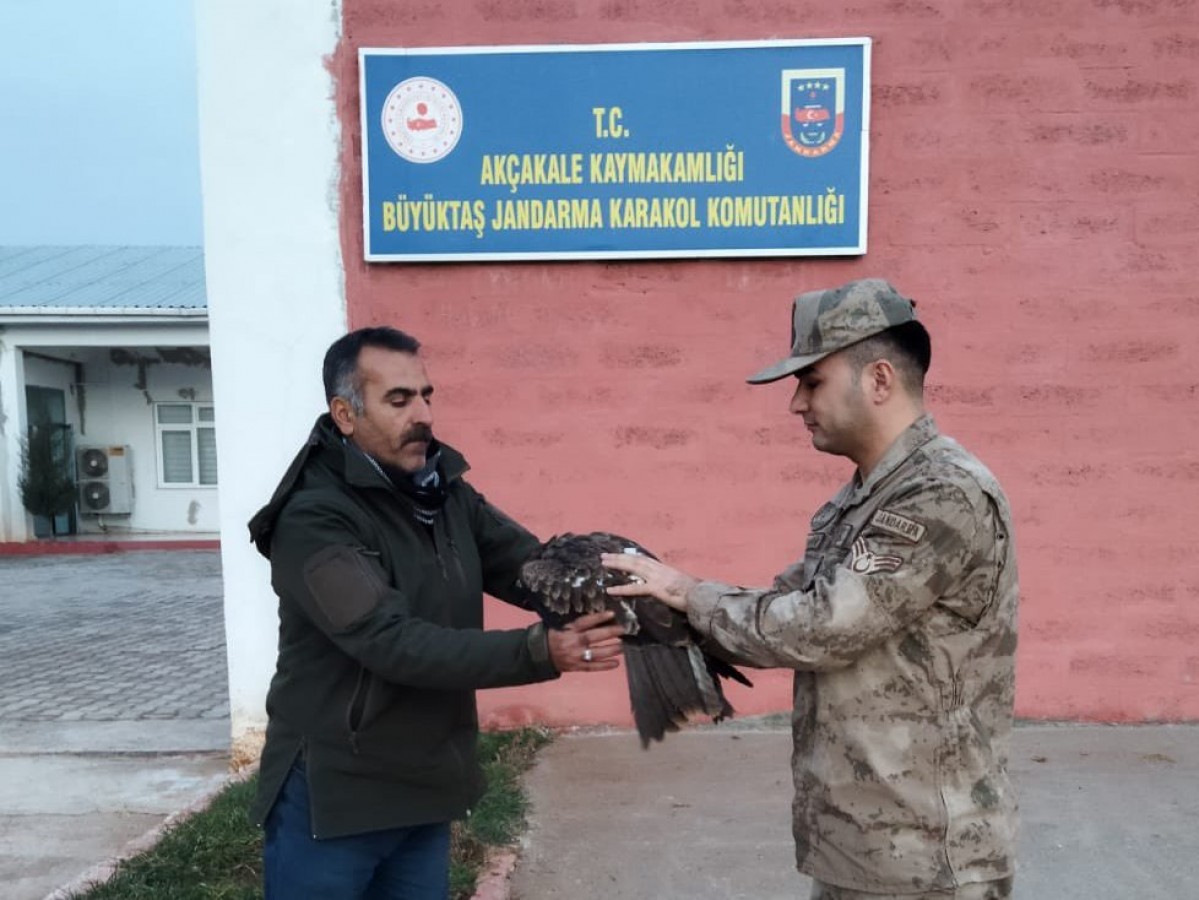 Akçakale'de yırtıcı kuş yaralı halde bulundu