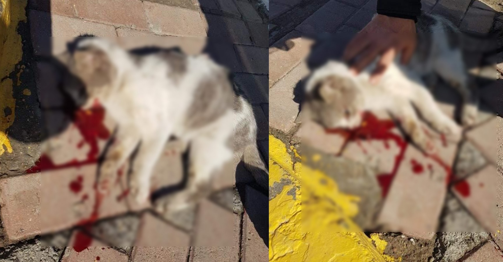 Vicdansız sürücü kediyi ezip kaçtı