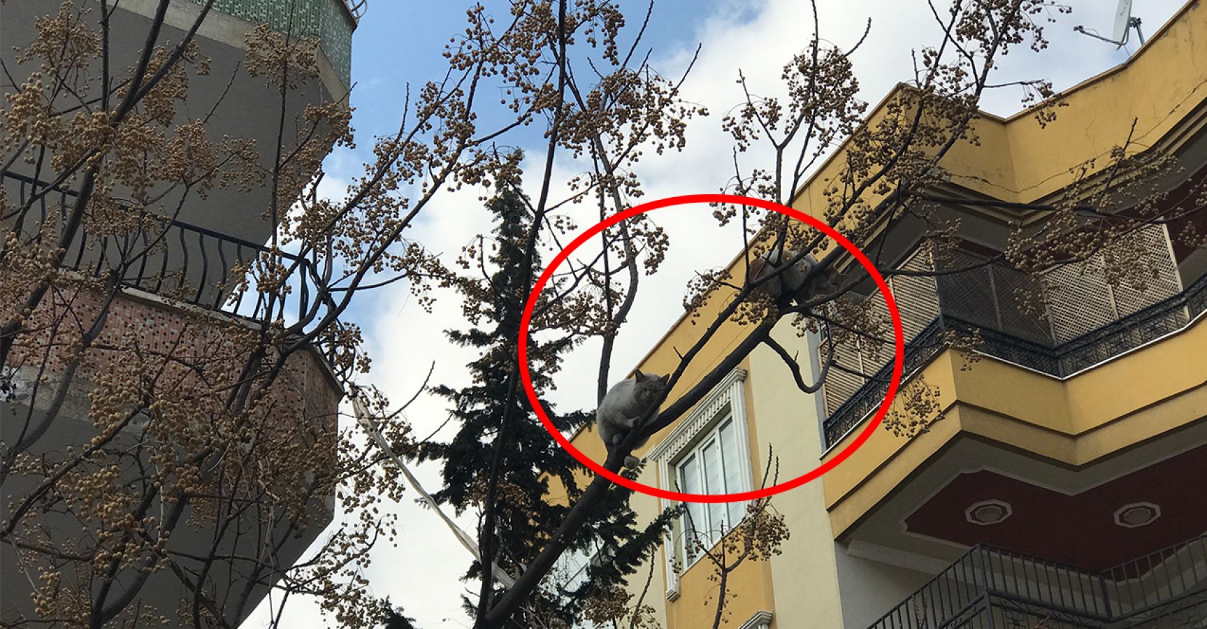Ağaçta mahsur kalan kedileri itfaiye umursamadı
