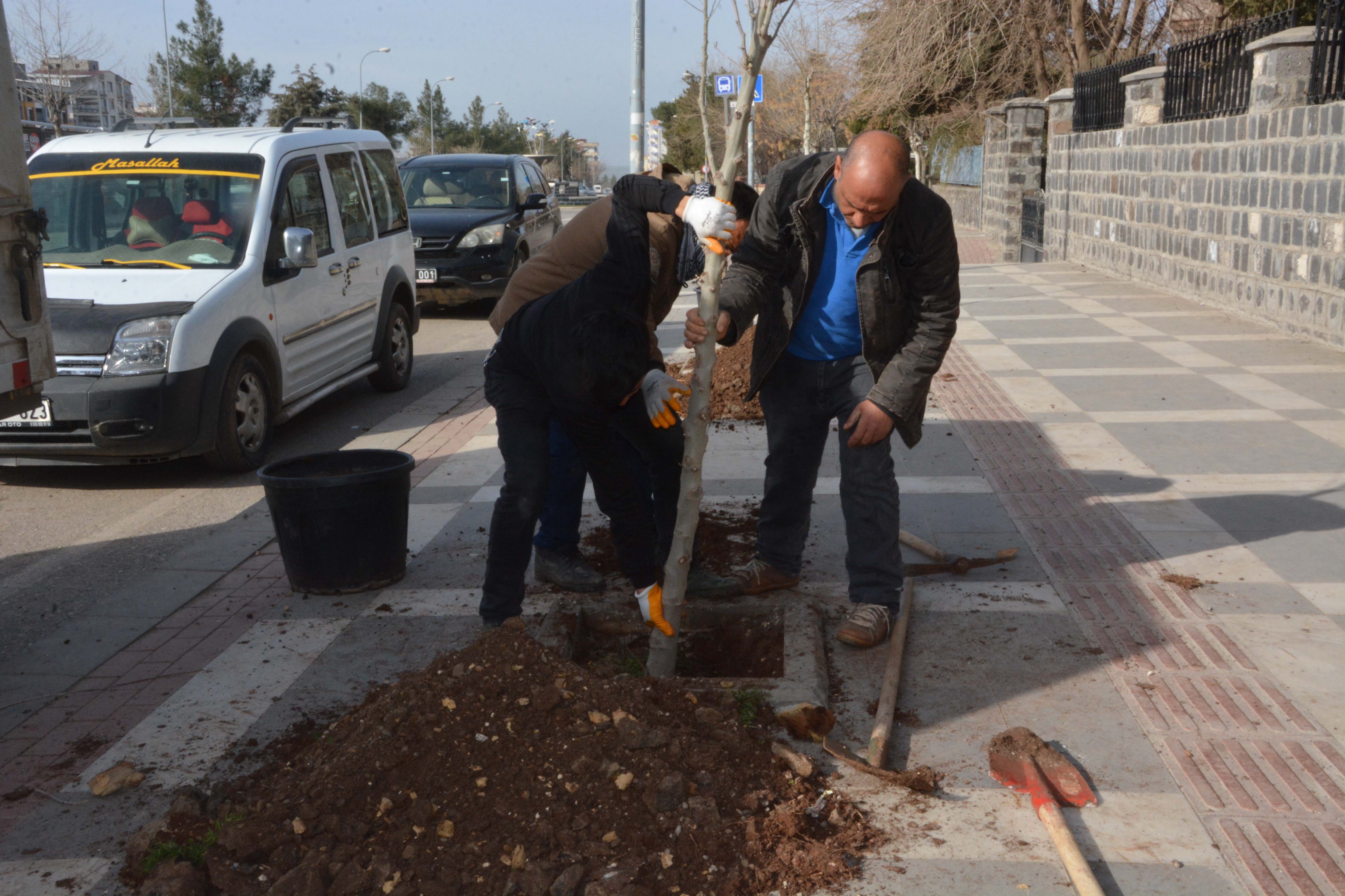 Siverek’te kaldırım ve refüjler ağaçlandırılıyor