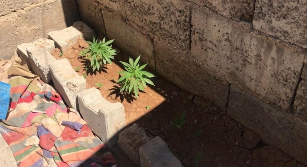 SURUÇ'TA EVİN ÇATISINA EKİLİ ĶÖK KENEVİR BİTKİSİ ELE GEÇİRİLDİ