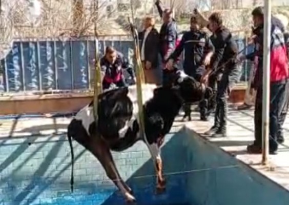 HAVUZA DÜŞEN İNEK KURTARILDI