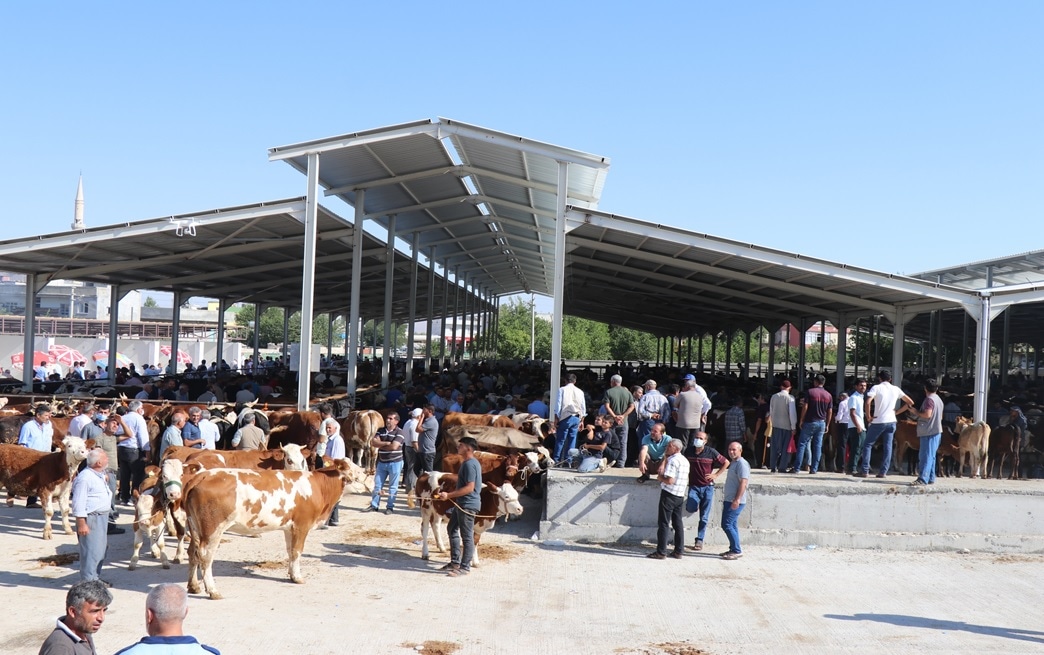 Bozova Yaylak Canlı Hayvan Pazarı Bayram Öncesi Açık