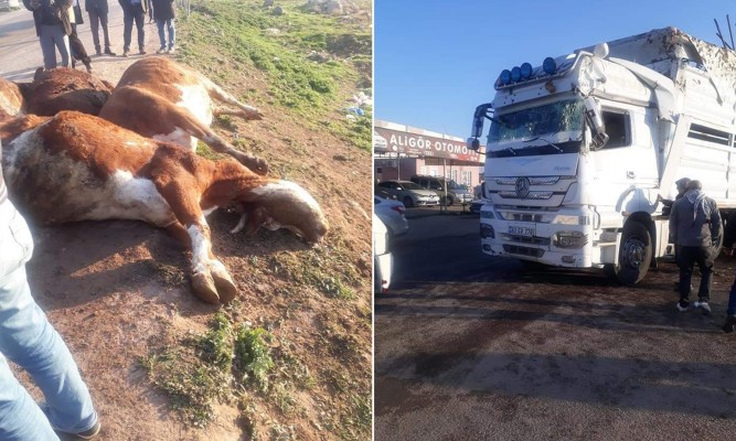 ŞANLIURFA’DA TIR DEVRİLDİ!