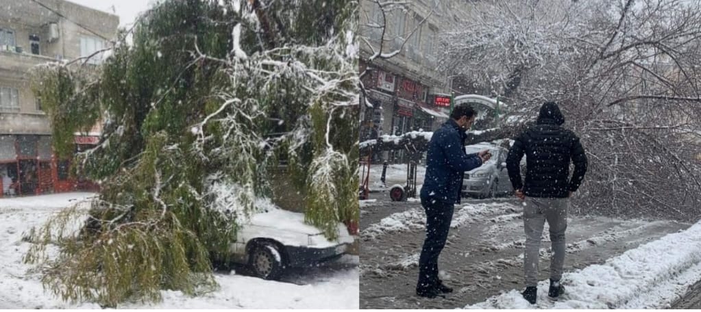 Kar Yağışı Sonrası Ağaçlar Devrildi