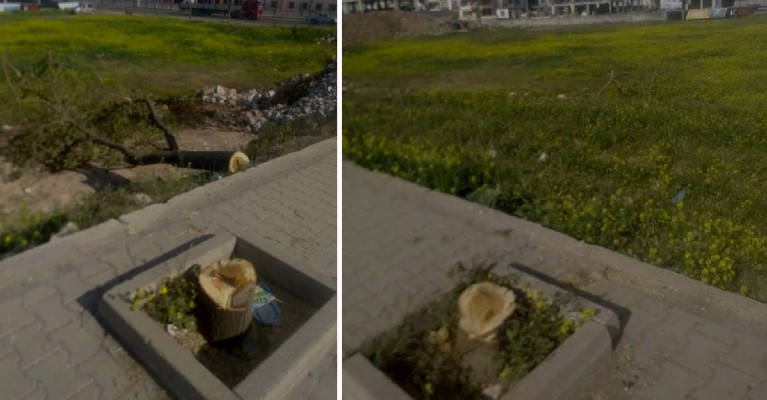 Şanlıurfa'da ağaç katliamına tepki