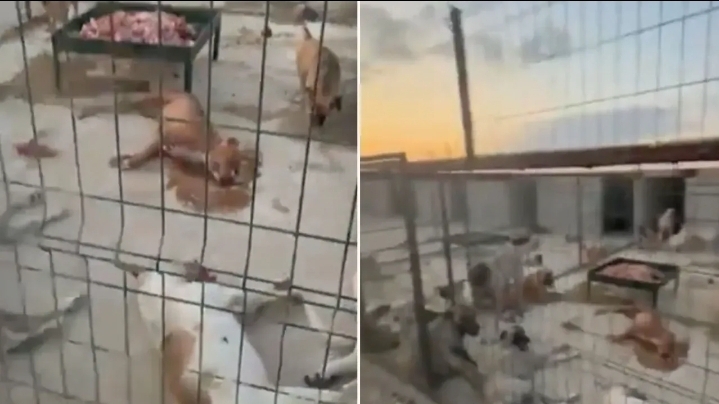 Suruç Belediyesi'ne ait barınakta köpekler ölüme terk edildi!