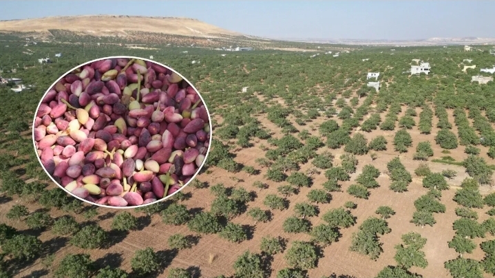 Şanlıurfa'da fıstık üreticileri dikkat! Dolandırıcıların kurbanı olmayın