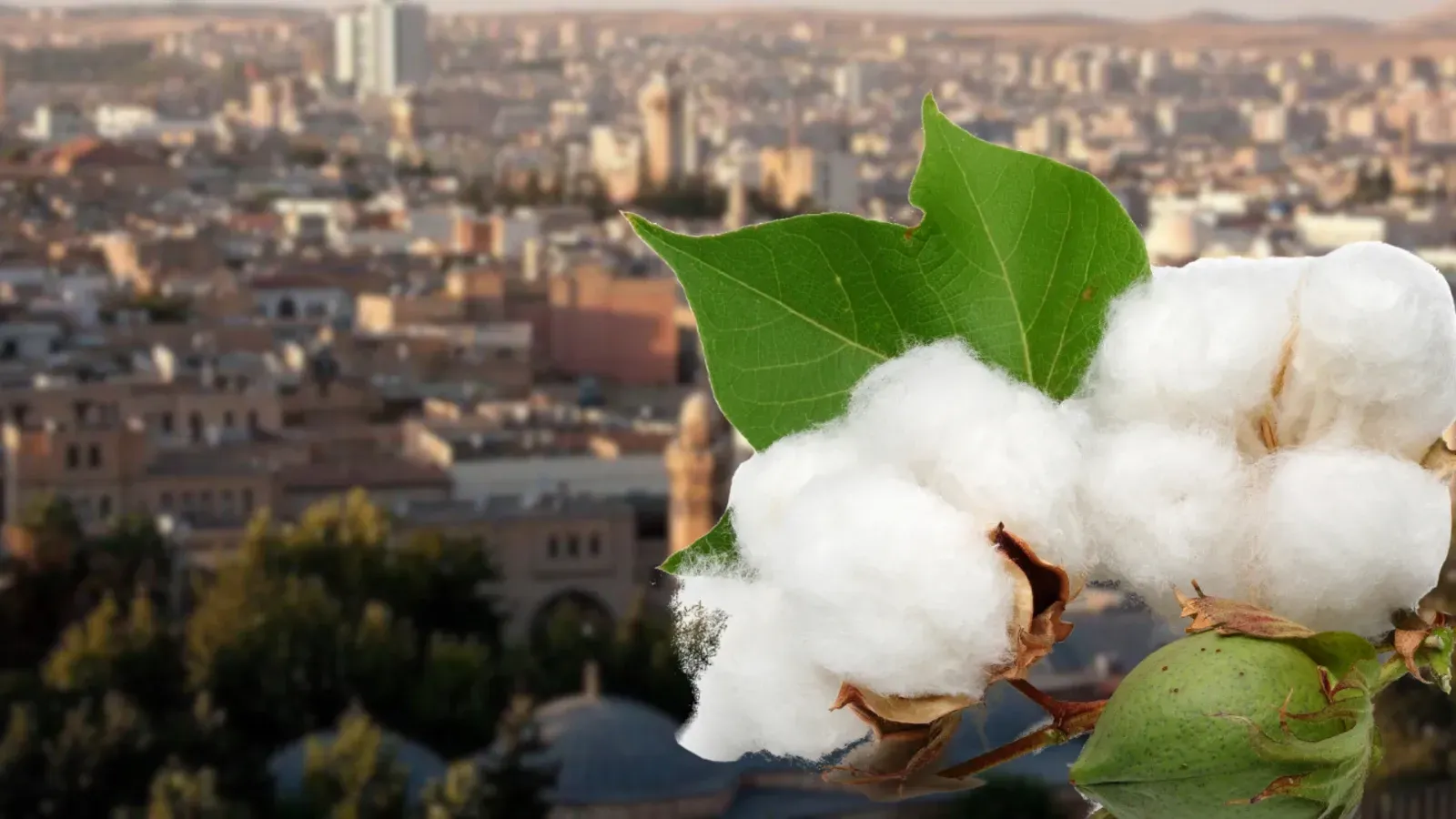 Urfa'da pamuk üreticilerine sert uyarı!