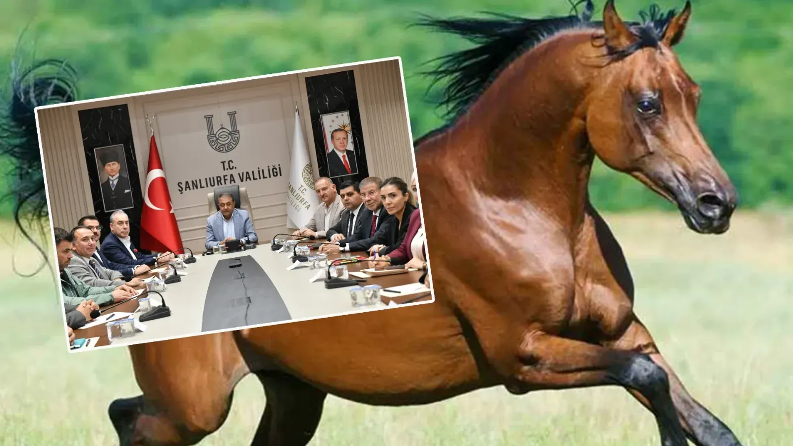 Urfa’da Arap Atı yetiştiriciliğinde önemli adım!
