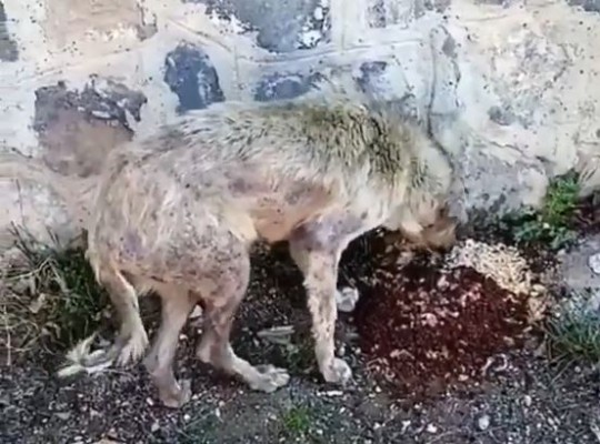 Sokak Hayvanları Ölüme Terk Ediliyor