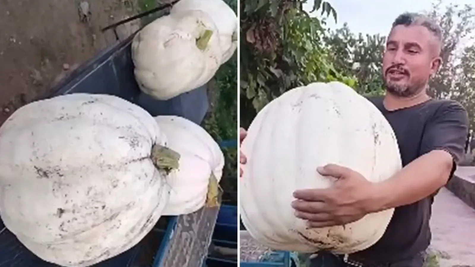 Şanlıurfa’da yetişiyor! 50 kilograma kadar ulaşabiliyor